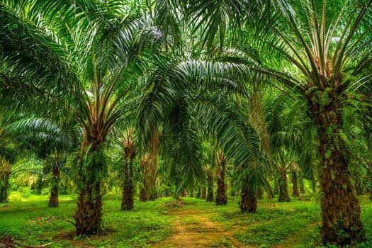 oil palm 2