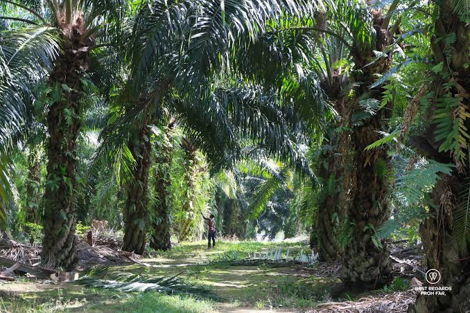 oil palm 4